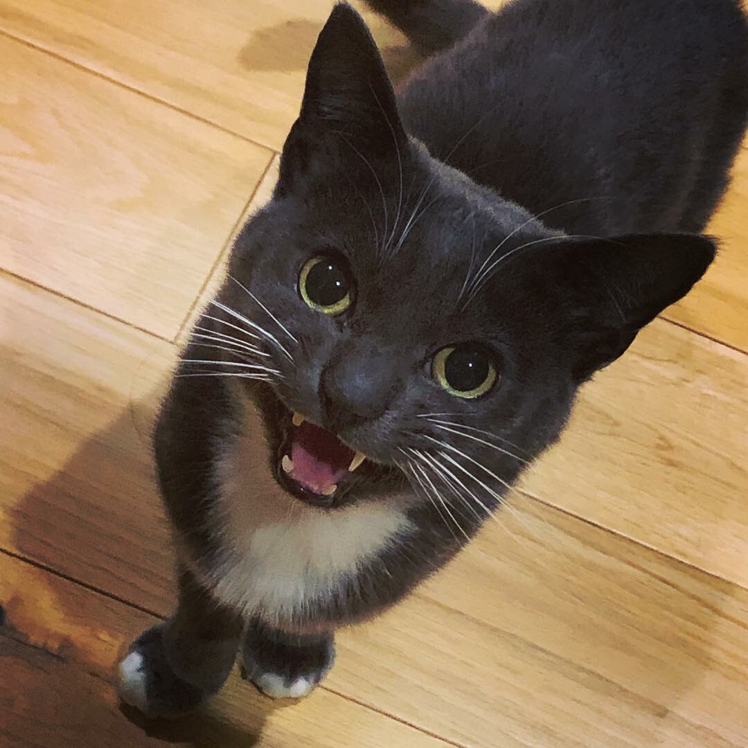Cute grey cat looking at camera with mouth open